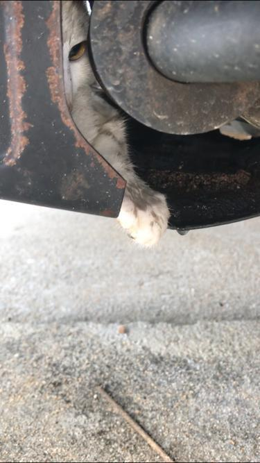 Corpo de Bombeiros resgata gatinho preso em motor de caminhonete em Quixadá