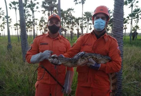 Corpo de Bombeiros resgata réptil jacaretinga de dois metros em Caucaia