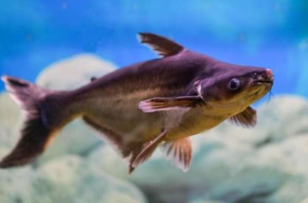 Cultivo de peixe-panga passa a ser permitido no Ceará