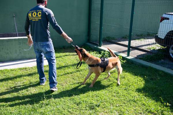 Dia Internacional marca ações da Polícia Civil no combate ao abuso e tráfico ilícito de drogas no Ceará