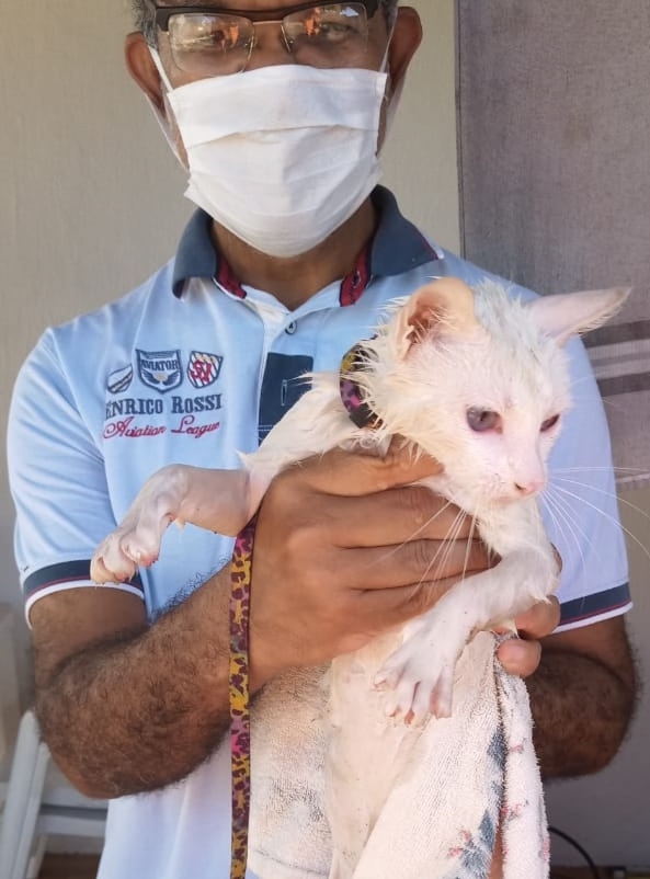 Gata é resgatada pelo Corpo de Bombeiros após cair em cacimba