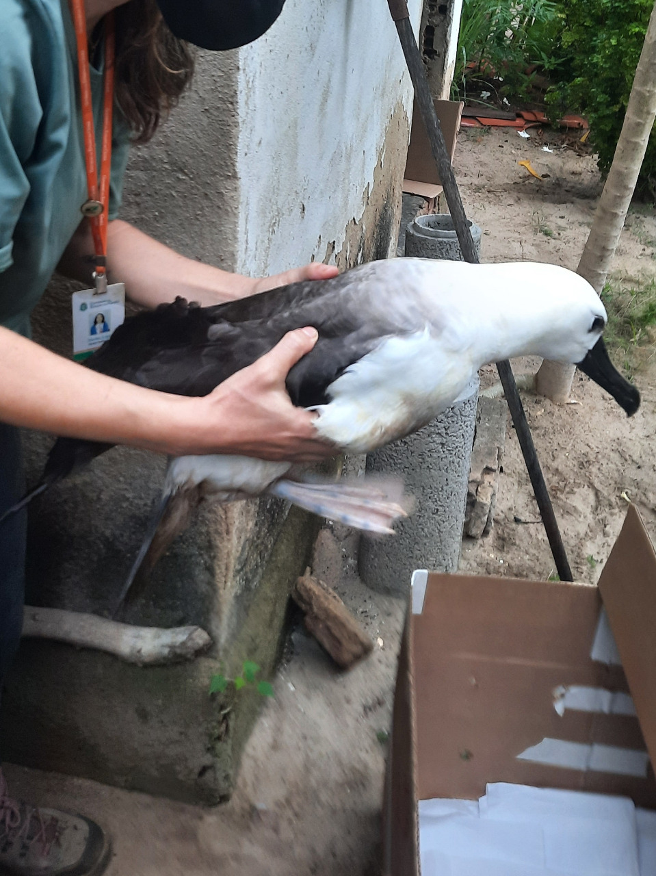 Albatroz-de-nariz-amarelo é resgatado pela Semace em Trairi