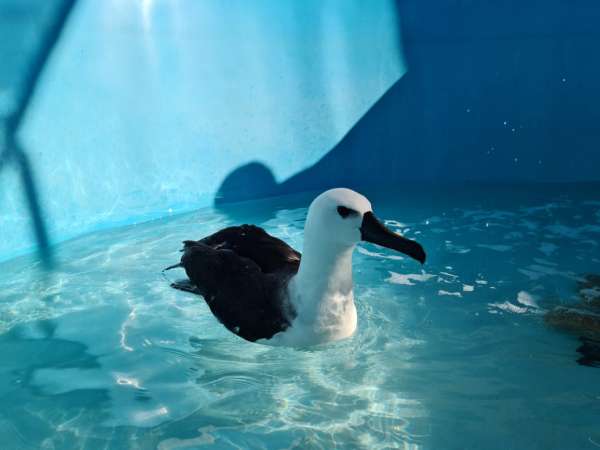 Albatroz-de-nariz-amarelo resgatado pela Semace em Trairi volta ao seu habitat natural após tratamento e reabilitação no RN