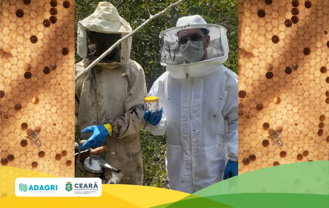 Adagri realiza atendimento à notificação de Varrose em apiário de Ocara