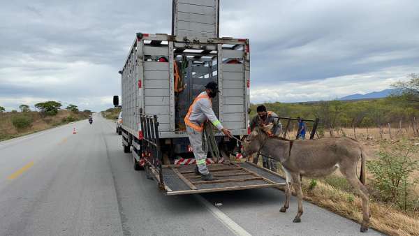 Detran-CE recolhe mais de 3 mil animais nas rodovias estaduais no 1º semestre de 2021