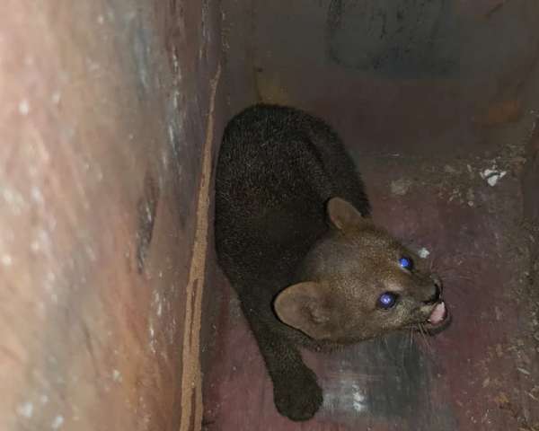 Filhote de gato-mourisco é resgatado em ação conjunta em Crateús