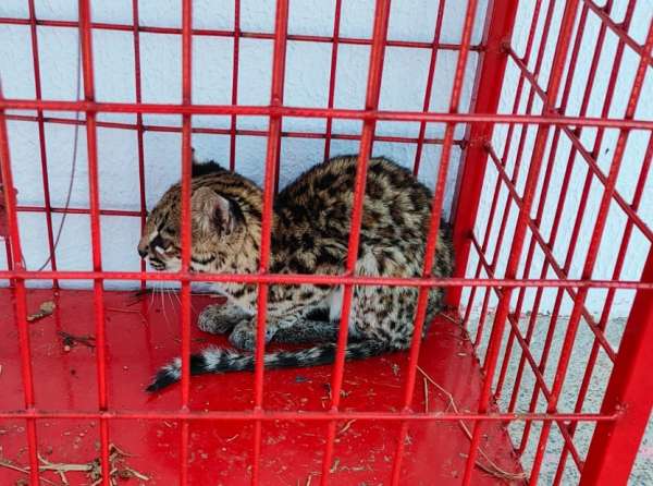 Filhote de gato-do-mato-pequeno é resgatado pelo Corpo de Bombeiros em Tauá