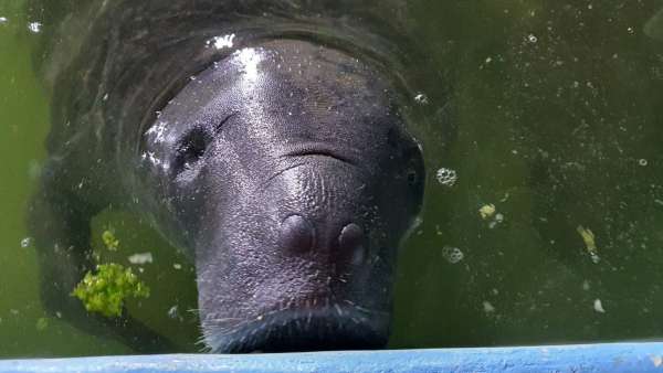 Corpo de Bombeiros atua em operação de transporte de dois peixes-bois de Caucaia à Icapuí
