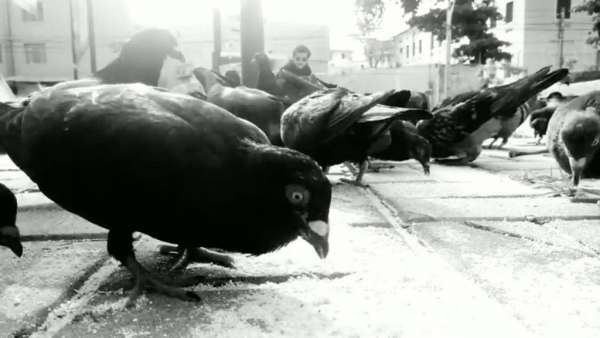 “Anatomia do Espetáculo” debate espetáculo “Pagode Russo”, do coletivo Os Pícaros Incorrigíveis