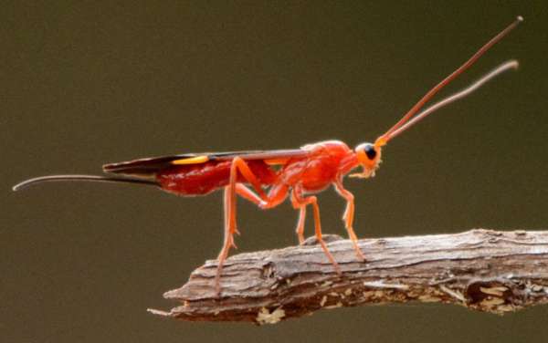 Secretaria do Meio Ambiente lança o Inventário da Fauna de Invertebrados do Ceará