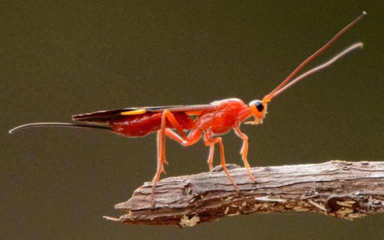 Secretaria do Meio Ambiente lança o Inventário da Fauna de Invertebrados do Ceará