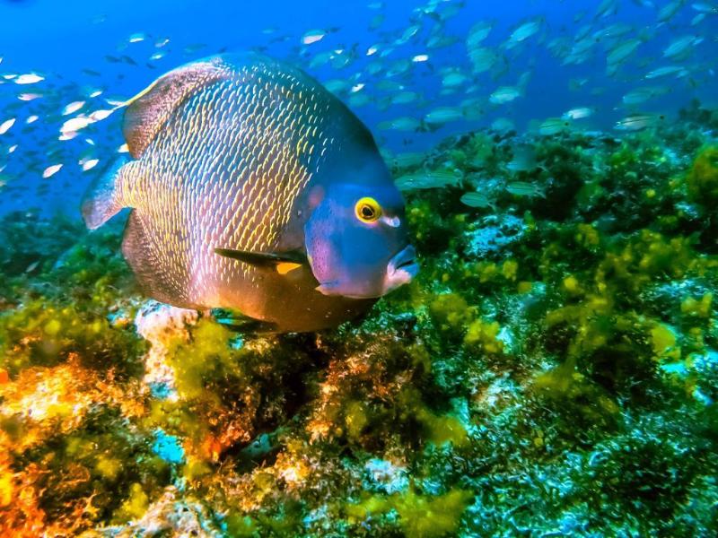 Ampliada em 44% a área de preservação ambiental Pedra da Risca do Meio, único parque marinho do Ceará
