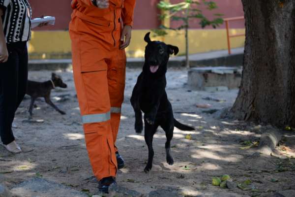 No Dia Mundial do Cão, conheça a rotina dos heróis de quatro patas do Corpo dos Bombeiros do Ceará