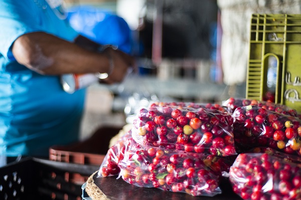Preço da acerola tem queda de 50% na Ceasa em Maracanaú