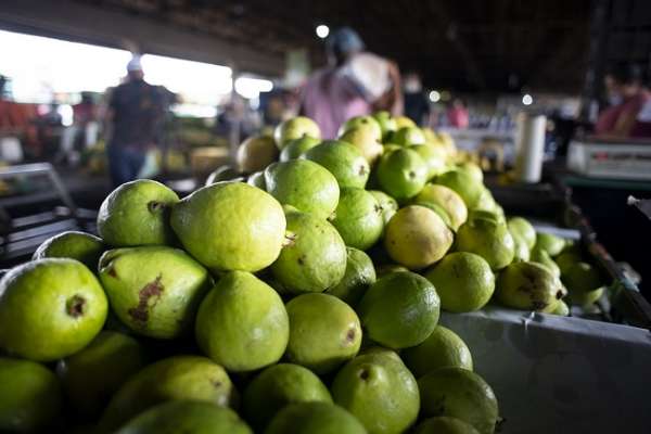 Goiaba está sendo vendida a R$ 2,60/kg na Ceasa em Maracanaú