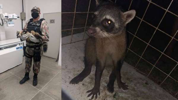 Guaxinim ferido é socorrido pelo BPMA da PMCE no Porto das Dunas