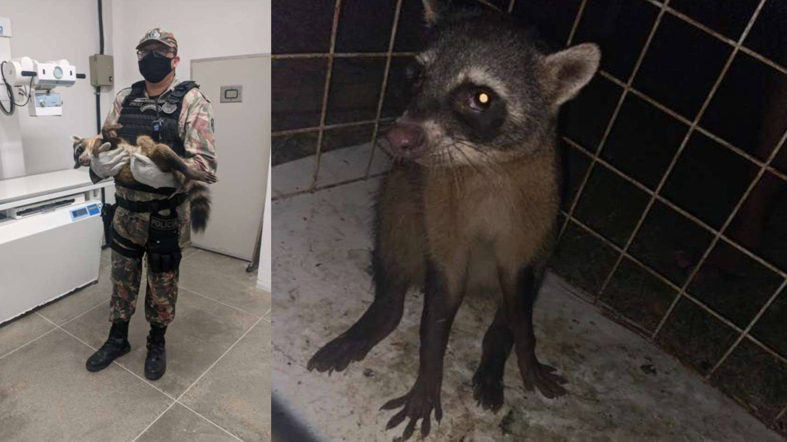 Guaxinim ferido é socorrido pelo BPMA da PMCE no Porto das Dunas