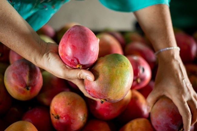 Preço da manga Tommy tem queda de 22,7% na Ceasa Cariri
