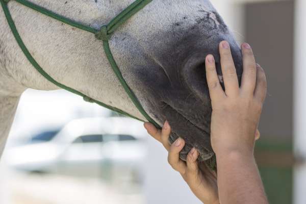Mensagem do Governo do Ceará que institui a Política de Proteção e Defesa Animal é aprovada na Assembleia