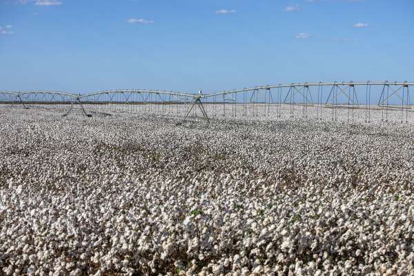 Colheita do algodão no Ceará deverá bater recorde de produtividade