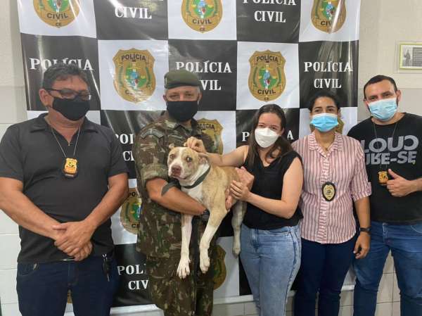 Cão pitbull desaparecido é encontrado pela Polícia Civil com apoio do Nuvid