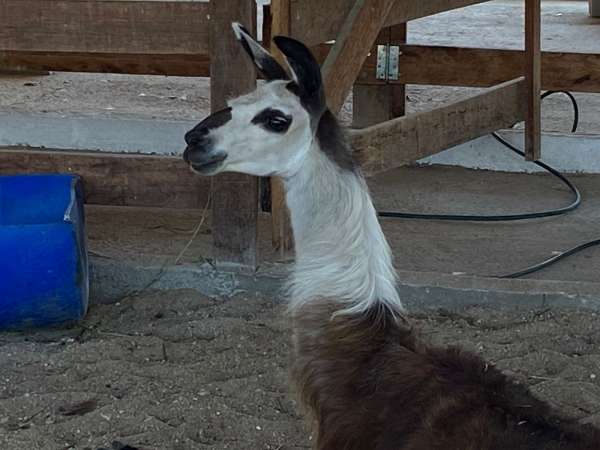 Uece: Fazenda de Experimentação Agropecuária auxilia pesquisas em Veterinária