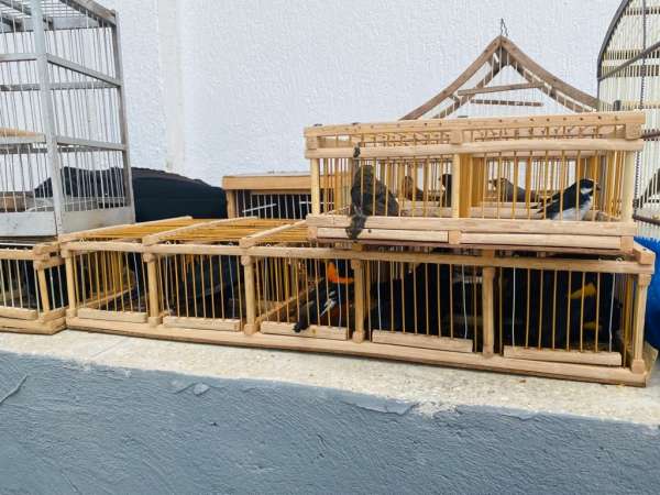 Forças de Segurança realizam ofensiva em feira na Parangaba e apreendem mais de 200 animais silvestres e medicamentos