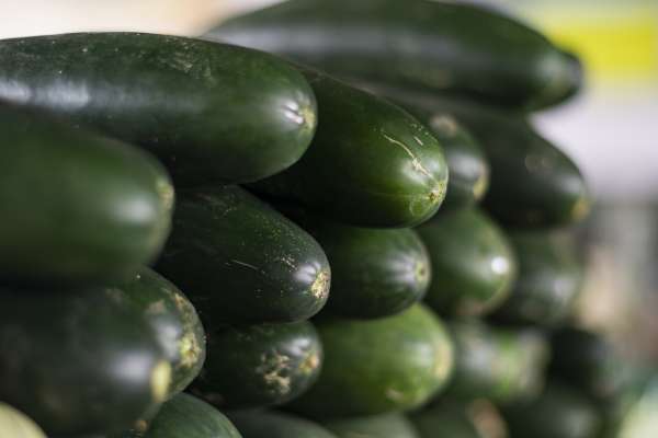 Preço do pepino tem queda de 33,33% na Ceasa em Maracanaú