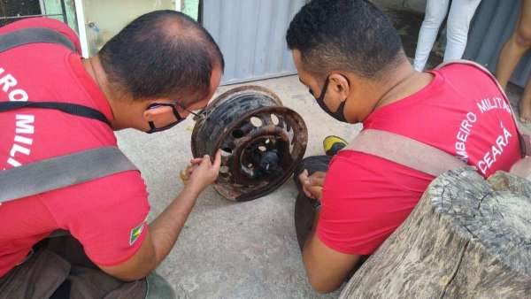 Corpo de Bombeiros resgata gato e cachorro em ações na Capital e RMF