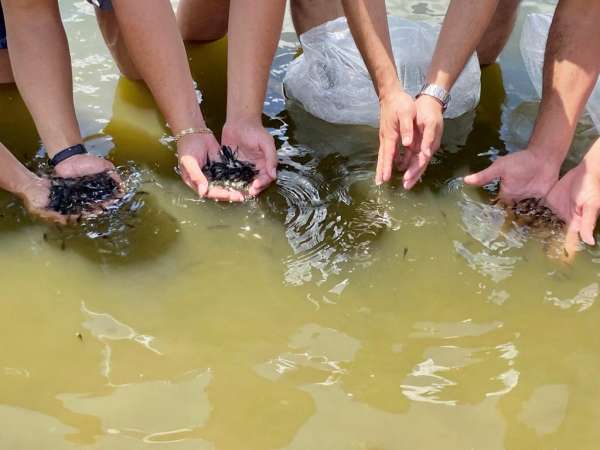 Projeto de peixamento: 350 mil alevinos serão entregues esta semana