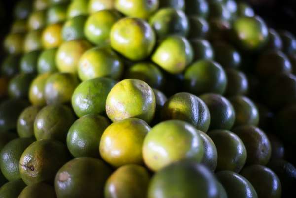 Preço do limão taiti tem queda de 44,4% na Ceasa em Maracanaú