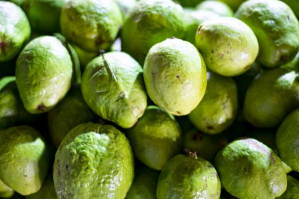 Goiaba a R$ 3,00/kg na Ceasa em Maracanaú