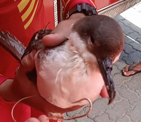 Corpo de Bombeiros resgata ave marinha na Praia do Futuro