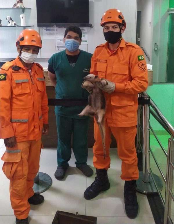 Corpo de Bombeiros resgata tamanduá-mirim em Sobral