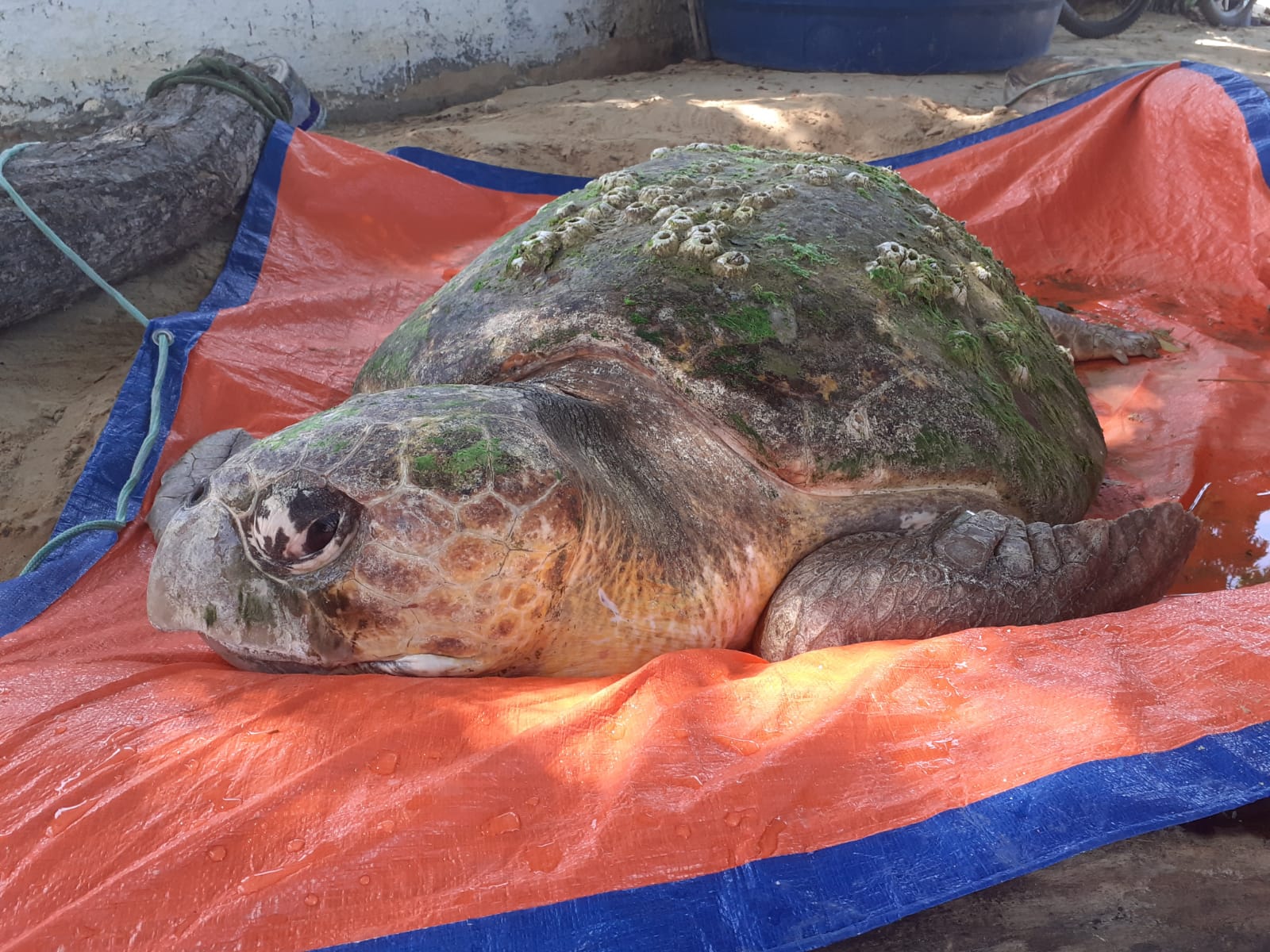 Tartaruga-cabeçuda de 150 quilos encontrada em Amontada é resgatada pela Semace