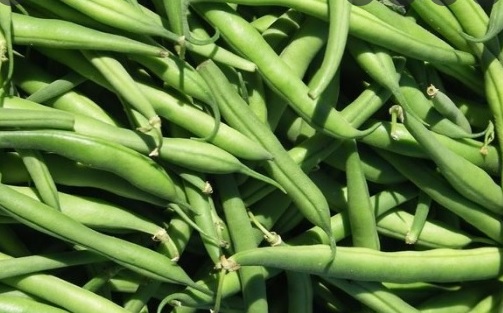 Preço da vagem cai 16,67% na Ceasa em Tianguá