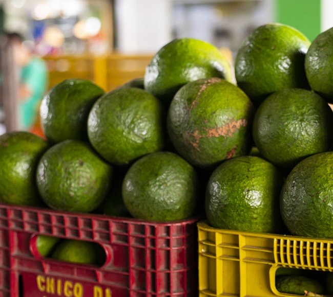 Abacate a R$ 4,50/kg na Ceasa em Maracanaú