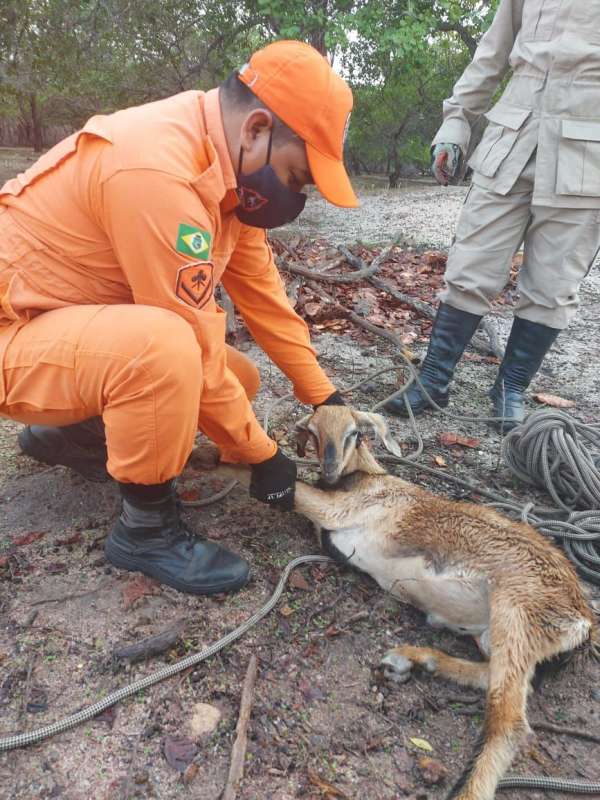 Corpo de Bombeiros resgatou mais de seis mil animais em 2021