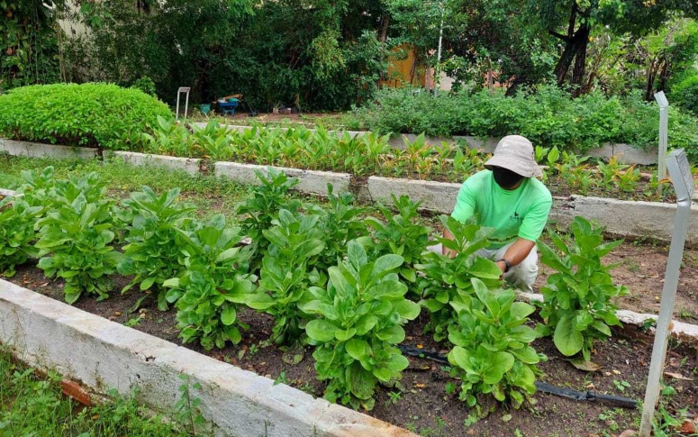 Horto de plantas medicinais da Sesa é aberto para visitação; cultivo e uso são ensinados por profissionais no local