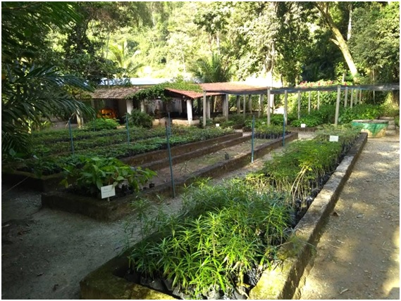 Ceará Mais Verde: viveiros da Sema produziram cerca de 800 mil mudas