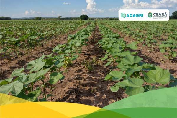 Adagri inicia cadastramento de áreas produtoras de algodão