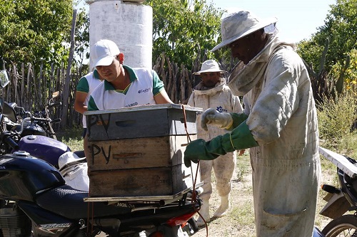 Sancionada Lei que organiza a cadeia produtiva de meliponicultura