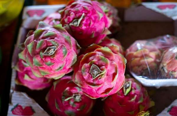 Pitaya tem preço em queda na Ceasa em Maracanaú