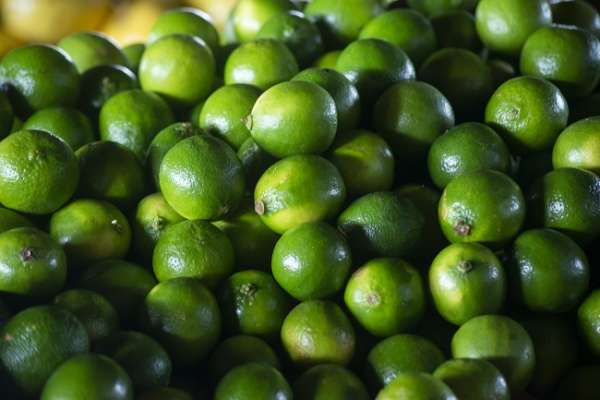 Em plena safra, limão bate recorde de comercialização em janeiro