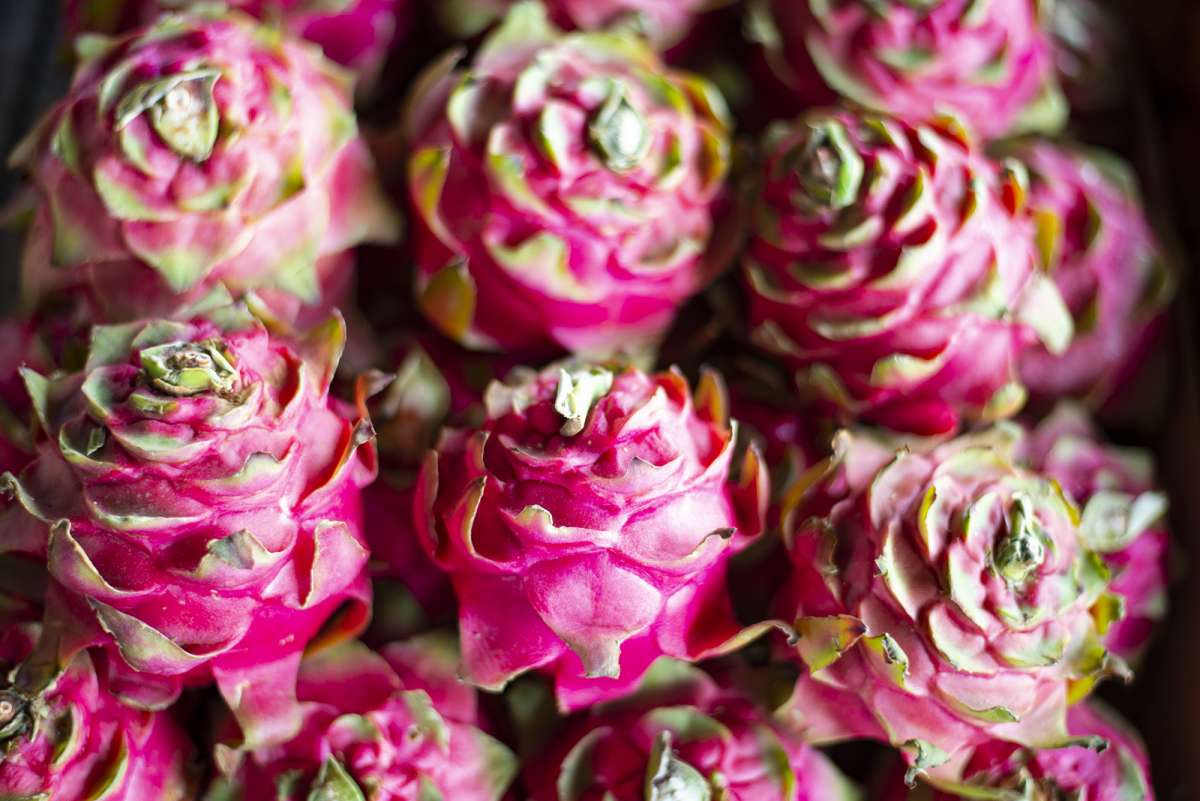 Cultivo de culturas alternativas oferece novas oportunidades de negócios no Ceará