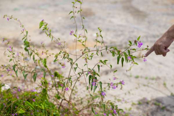 Manual de inscrição no Selo Município Verde já está no site da Sema