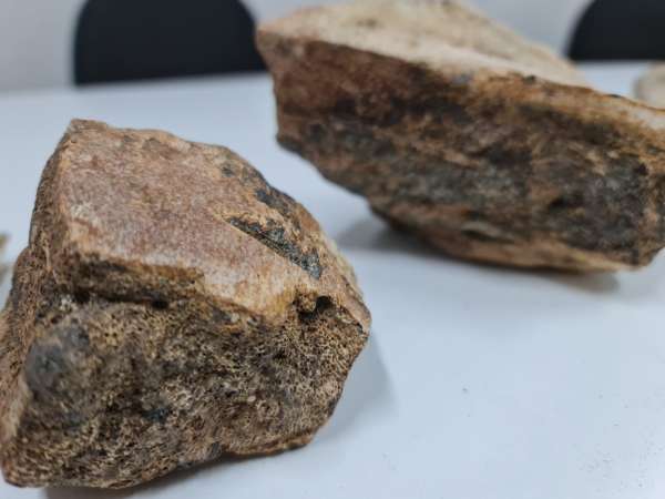 Fósseis repassados pela PF à Urca contam com peça rara de preguiça gigante