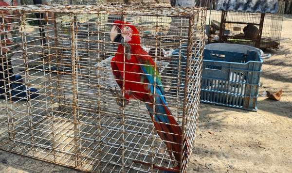 BPMA da PMCE resgata 74 animais silvestres de cativeiro no município de Aquiraz