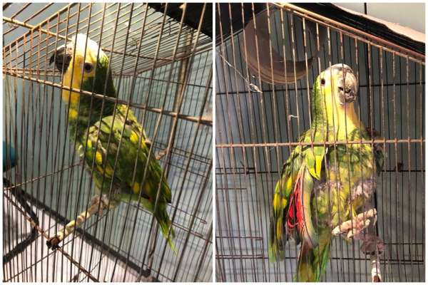 Em Fortaleza, sete aves mantidas em cativeiro irregular são resgatadas pela Semace e BPMA