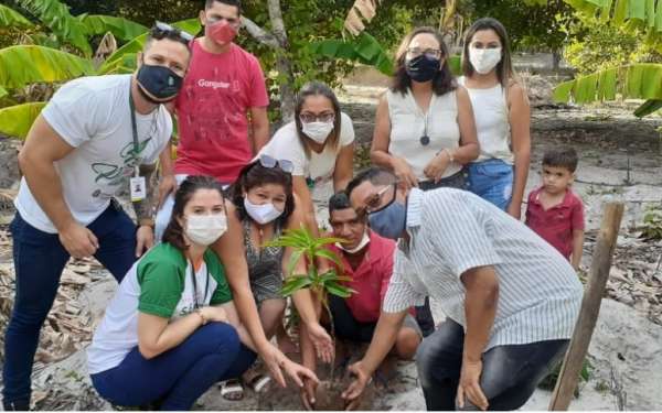 SDA entregará mudas de caju para reflorestamento de áreas rurais de Trairi e Bela Cruz